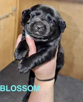 Blossom, a female Labrador Retriever for sale in Foster Center, RI – 1 of 3