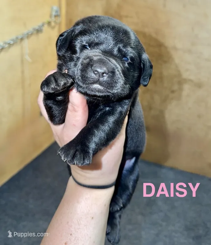 Daisy – Labrador Retriever puppy for sale in Foster Center, RI