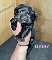 Daisy, a female Labrador Retriever for sale in Foster Center, RI – 1 of 3