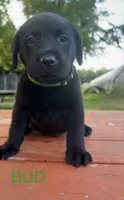 Bud, a male Labrador Retriever for sale in Foster Center, RI – 1 of 4