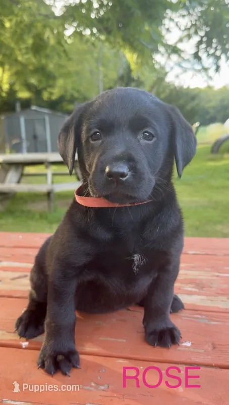 Rose – Labrador Retriever puppy for sale in Foster Center, RI
