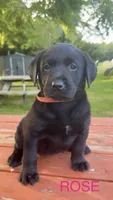 Rose, a female Labrador Retriever for sale in Foster Center, RI – 1 of 4