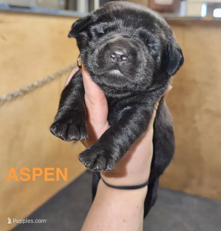 Aspen – Labrador Retriever puppy for sale in Foster Center, RI