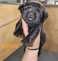 Aspen, a male Labrador Retriever for sale in Foster Center, RI – 1 of 3