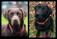 Pumpkin pie, a female Labrador Retriever for sale in Foster Center, RI – Photo 4 of 4