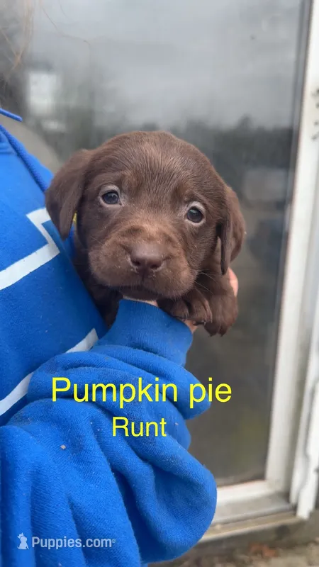 Pumpkin pie