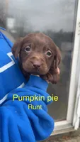 Pumpkin pie, a female Labrador Retriever for sale in Foster Center, RI – Photo 1 of 4