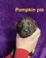 Pumpkin pie, a female Labrador Retriever for sale in Foster Center, RI – Photo 2 of 4