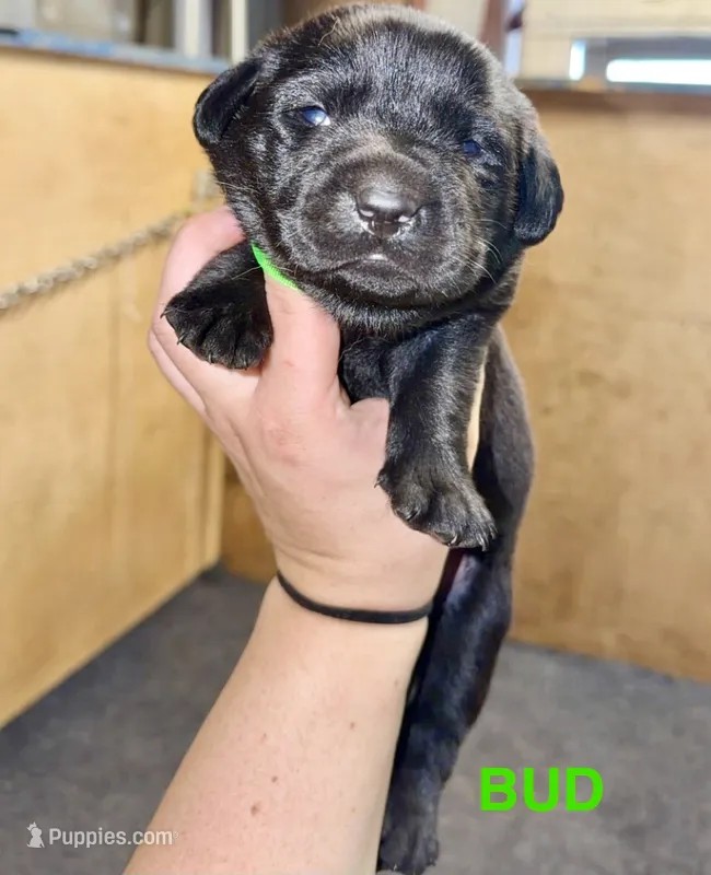 Bud – Labrador Retriever puppy for sale in Foster Center, RI