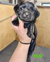 Bud, a male Labrador Retriever for sale in Foster Center, RI – 1 of 3