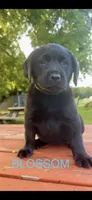 Blossom, a female Labrador Retriever for sale in Foster Center, RI – 1 of 4