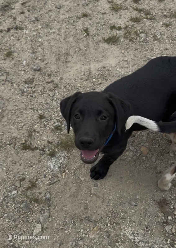Thorn  – Labrador Retriever puppy for sale in Foster Center, RI