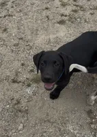 Thorn , a male Labrador Retriever for sale in Foster Center, RI – 1 of 5