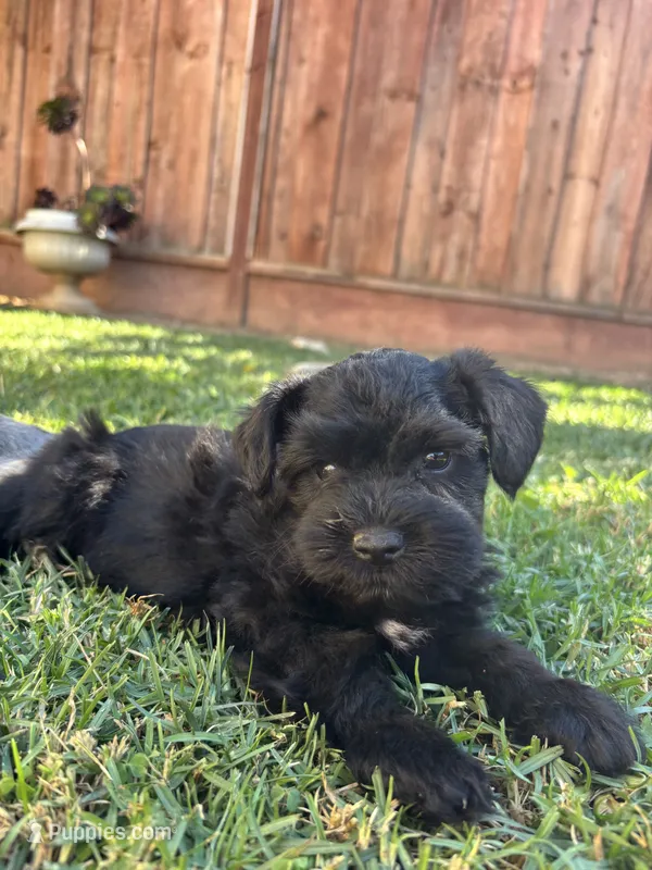 Frankie / Toy – Miniature Schnauzer puppy for sale in Salinas, CA