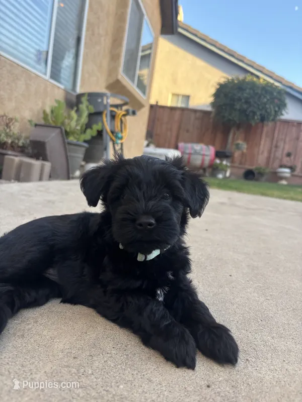 Mocka – Miniature Schnauzer puppy for sale in Salinas, CA