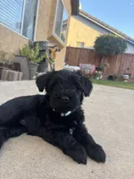 Mocka, a female Miniature Schnauzer for sale in Salinas, CA – 1 of 3