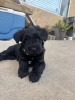Mocka, a female Miniature Schnauzer for sale in Salinas, CA – 2 of 3