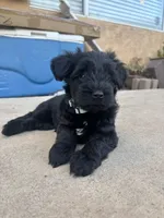 Mocka, a female Miniature Schnauzer for sale in Salinas, CA – 3 of 3