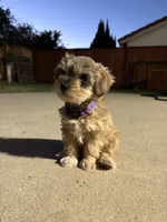 Pumpkin , a female Miniature Schnauzer for sale in Salinas, CA – 3 of 3