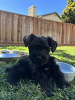 Frankie / Toy, a male Miniature Schnauzer for sale in Salinas, CA – 6 of 6