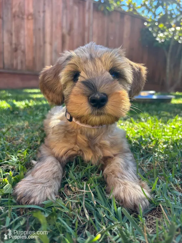 CHAI – Miniature Schnauzer puppy for sale in Salinas, CA