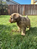 HONEY, a female Miniature Schnauzer for sale in Salinas, CA – 2 of 4