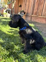 Frankie / Toy, a male Miniature Schnauzer for sale in Salinas, CA – 4 of 6