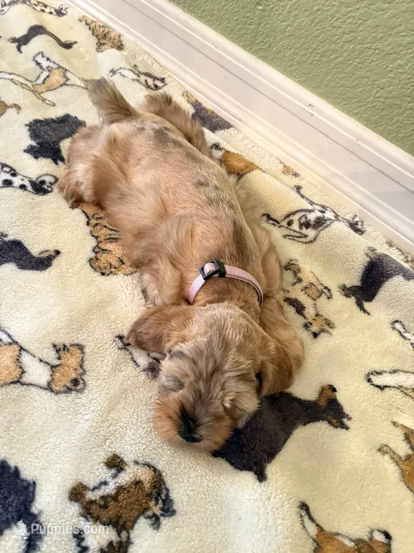 CHAI – Miniature Schnauzer puppy for sale in Salinas, CA