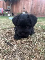 M’bappe, a male Miniature Schnauzer for sale in Salinas, CA – 2 of 2