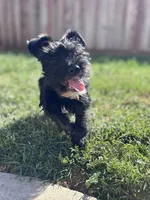 Oreo, a male Miniature Schnauzer for sale in Sacramento, CA – Photo 2 of 5