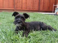 Oreo, a male Miniature Schnauzer for sale in Salinas, CA – Photo 4 of 10