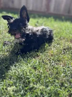 Oreo, a male Miniature Schnauzer for sale in Sacramento, CA – Photo 3 of 5