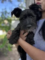 Oreo, a male Miniature Schnauzer for sale in Salinas, CA – Photo 3 of 10