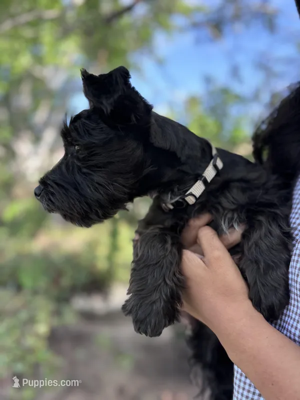Oreo, a male Miniature Schnauzer for sale in Salinas, CA – Photo 1 of 10