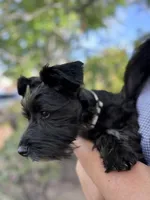 Oreo, a male Miniature Schnauzer for sale in Salinas, CA – Photo 10 of 10