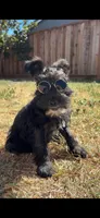 Oreo, a male Miniature Schnauzer for sale in Sacramento, CA – Photo 1 of 9
