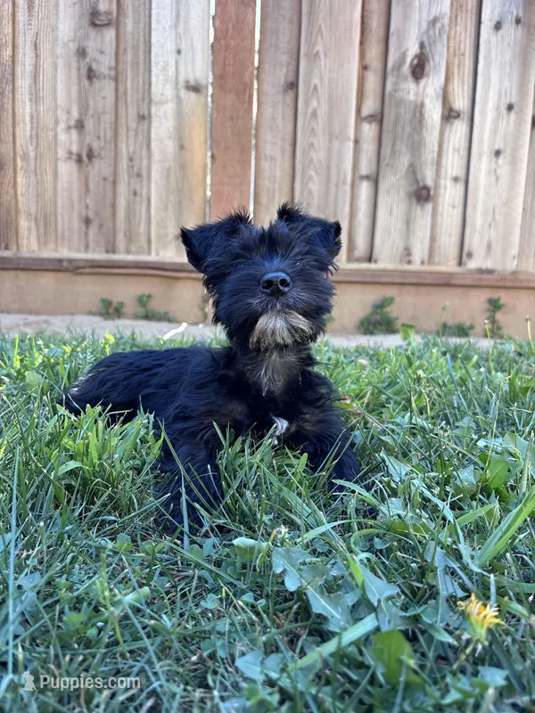 Oreo – Miniature Schnauzer puppy for sale in Sacramento, CA