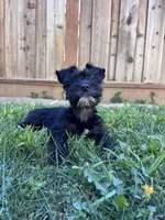 Oreo, a male Miniature Schnauzer for sale in Sacramento, CA – Photo 1 of 5