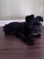 Oreo, a male Miniature Schnauzer for sale in Sacramento, CA – Photo 7 of 9