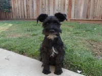 Oreo, a male Miniature Schnauzer for sale in Salinas, CA – Photo 6 of 10
