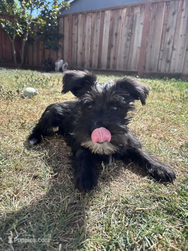 Oreo – Miniature Schnauzer puppy for sale in Sacramento, CA