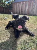 Oreo, a male Miniature Schnauzer for sale in Sacramento, CA – Photo 3 of 9