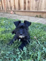 Oreo, a male Miniature Schnauzer for sale in Sacramento, CA – Photo 5 of 5