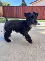 Oreo, a male Miniature Schnauzer for sale in Sacramento, CA – Photo 4 of 5