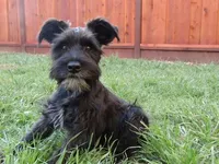 Oreo, a male Miniature Schnauzer for sale in Salinas, CA – Photo 2 of 10