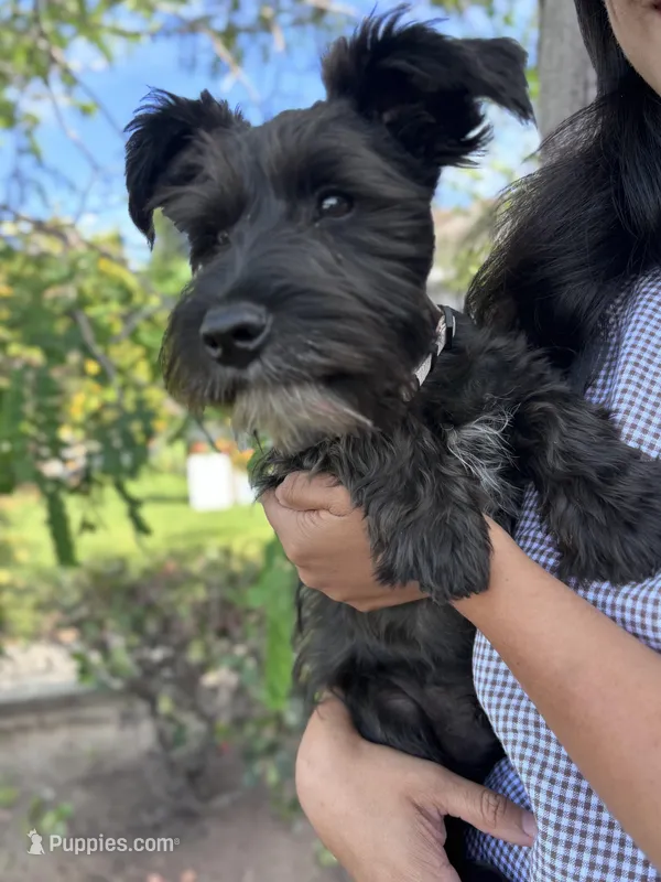 Oreo – Miniature Schnauzer puppy for sale in Salinas, CA