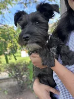 Oreo, a male Miniature Schnauzer for sale in Salinas, CA – Photo 5 of 10