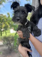 Oreo, a male Miniature Schnauzer for sale in Salinas, CA – Photo 7 of 10
