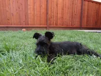 Oreo, a male Miniature Schnauzer for sale in Salinas, CA – Photo 9 of 10