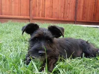 Oreo, a male Miniature Schnauzer for sale in Salinas, CA – Photo 8 of 10
